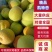 河北凯特杏大量出货诚信经营，客户至上！欢迎老板考察订购