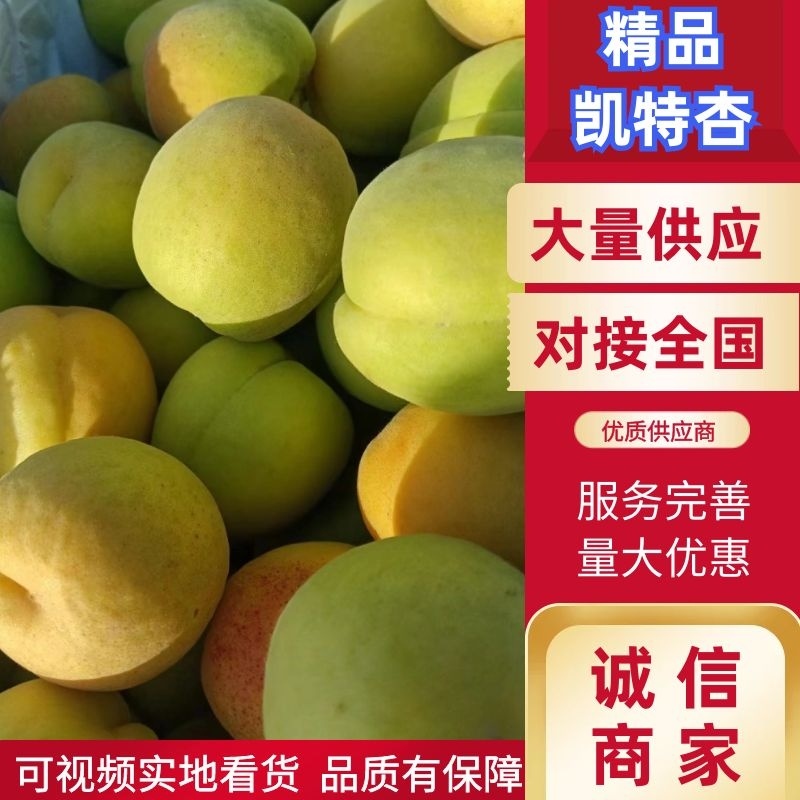 河北凯特杏大量出货诚信经营，客户至上！欢迎老板考察订购