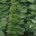 【菠菜】内蒙精品大菠菜泡沫箱两排三排菠菜