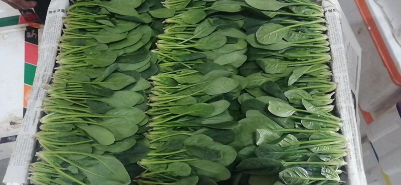 内蒙菠菜产地直发货源充足质量保证欢迎联系