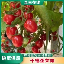 贝贝番茄千禧果小番茄小柿子全国代发对接电商团购档口商超