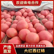 西红柿大红西红柿产地直发可对接商超市场量大从优