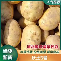 【河北土豆】沃土5号土豆大量供应现挖现发品质保证电联