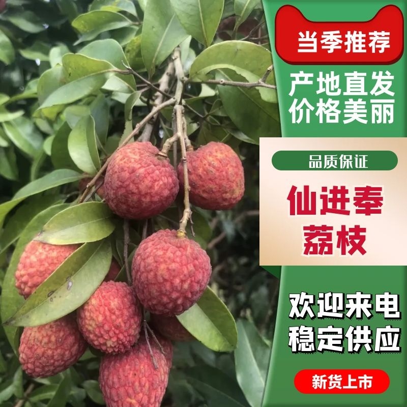 广西先进奉荔枝，大量现货上市，诚信代办10年