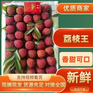 广西灵山荔枝王，大量货源，基地货，大量供应