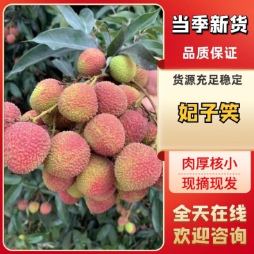 灵山妃子笑，贵味，鸡嘴，糯米池，黑叶，南国红，禾荔