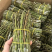 新鲜铁皮石斛每天都有现货大量批发胶质好粗胖长条短条都有一