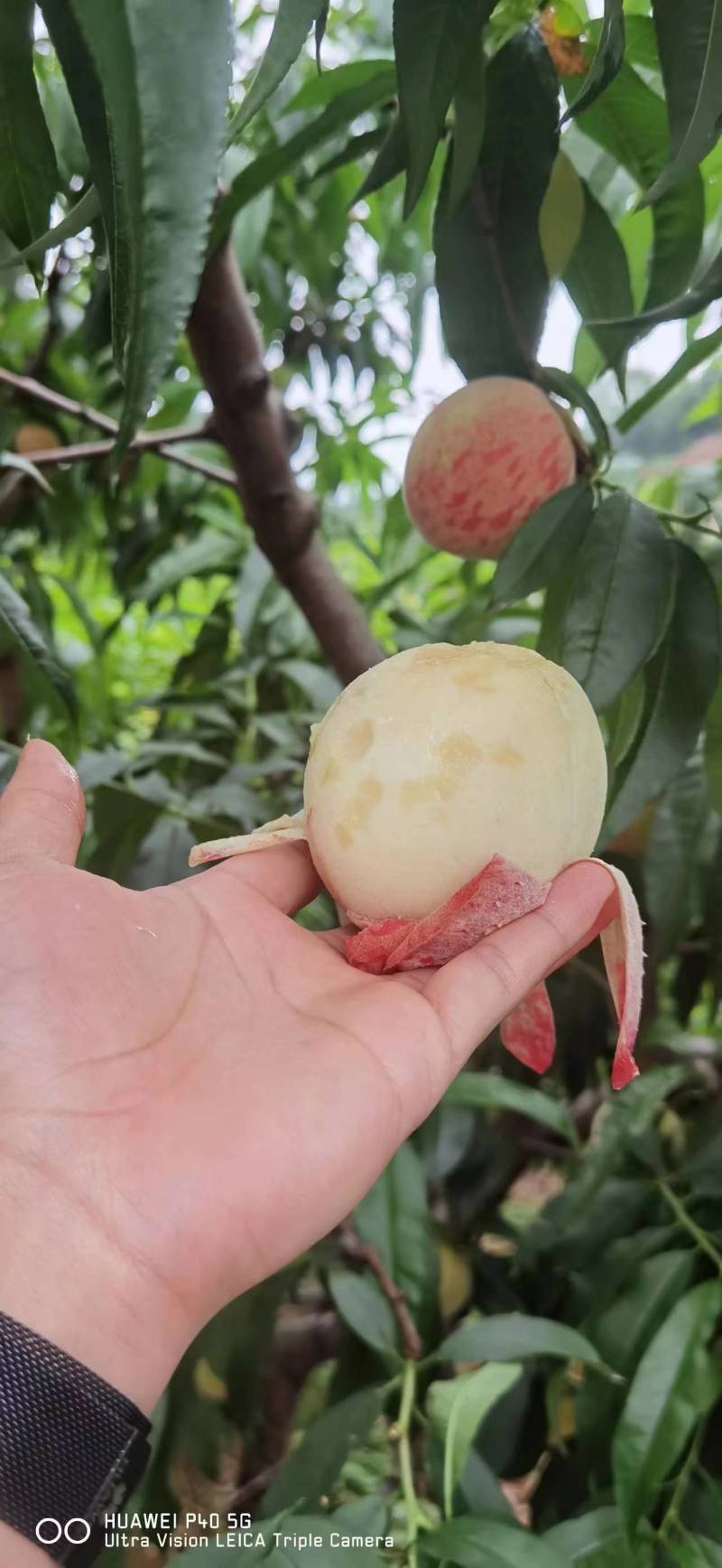 龙泉驿水蜜桃，一件代发，量大质优价格优惠