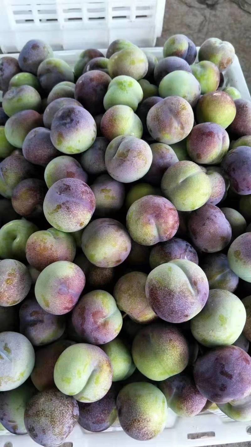 龙泉驿青红脆李基地大量种植量大质优价格优惠