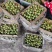 龙泉驿青红脆李基地大量种植量大质优价格优惠