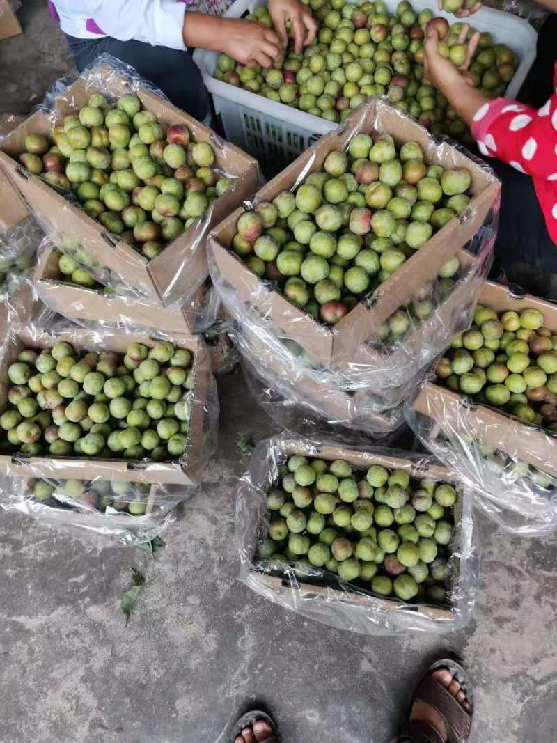 龙泉驿青红脆李基地大量种植量大质优价格优惠