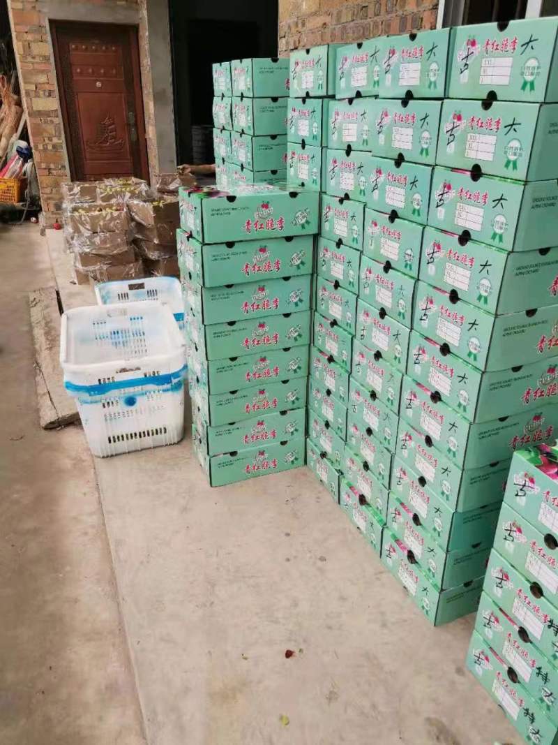 龙泉驿青红脆李基地大量种植量大质优价格优惠