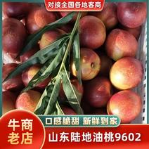 【陆油9602】桃，油桃山东陆地油桃9602大量上市