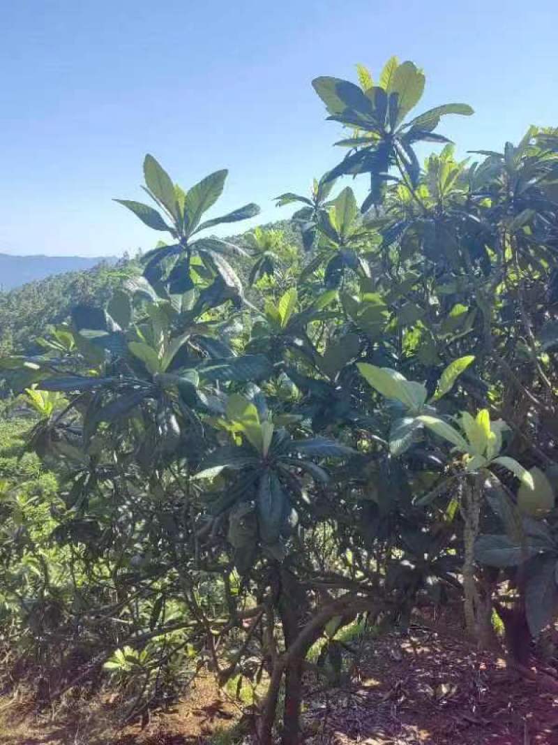 枇杷叶鲜货供应产地直发货源稳定可长期合作