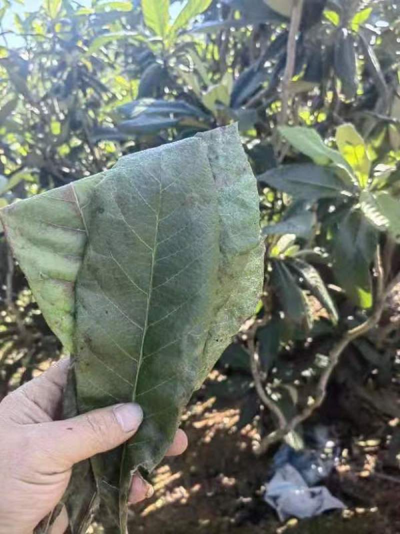 枇杷叶鲜货供应产地直发货源稳定可长期合作