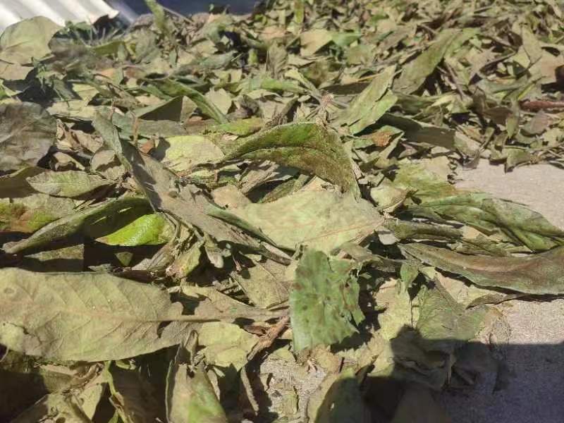 枇杷叶批发干货常年供应可视频看货欢迎咨询