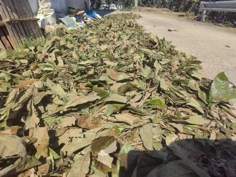 枇杷叶批发干货常年供应可视频看货欢迎咨询