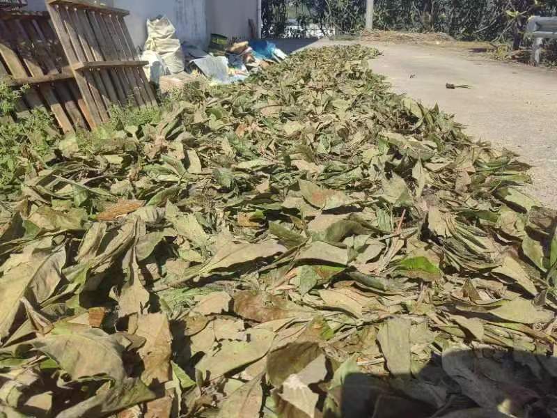 枇杷叶批发干货常年供应可视频看货欢迎咨询