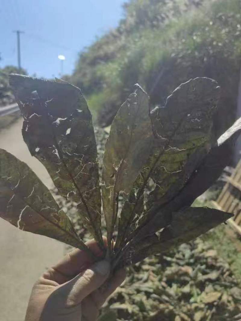 枇杷叶批发干货常年供应可视频看货欢迎咨询