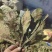 枇杷叶批发干货常年供应可视频看货欢迎咨询