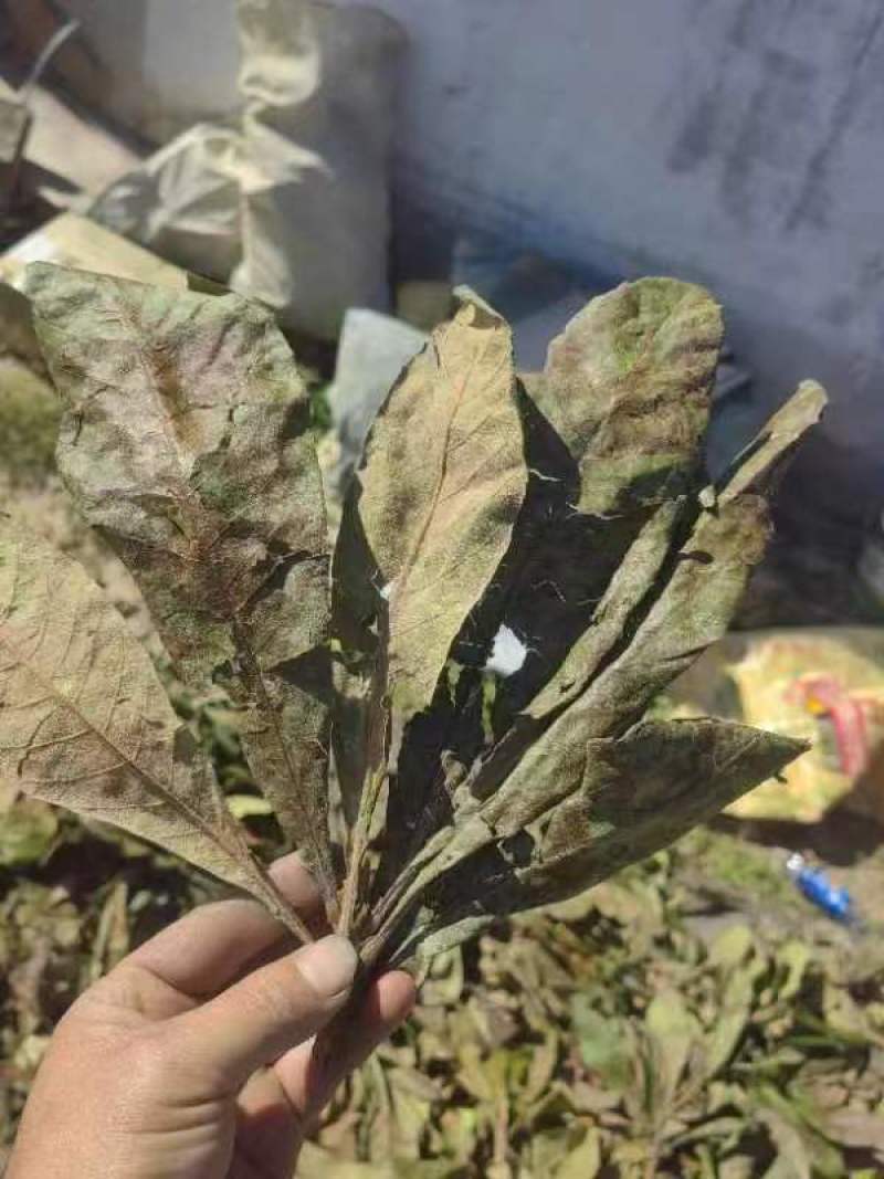 枇杷叶批发干货常年供应可视频看货欢迎咨询