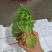 小叶茼蒿茼蒿精品蔬菜基地直发一手货源欢迎各位
