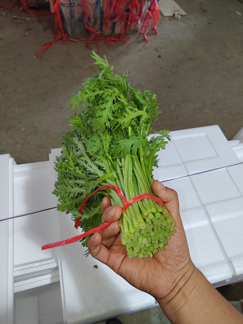 小叶茼蒿茼蒿精品蔬菜基地直发一手货源欢迎各位