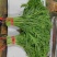 小叶茼蒿茼蒿精品蔬菜基地直发一手货源欢迎各位
