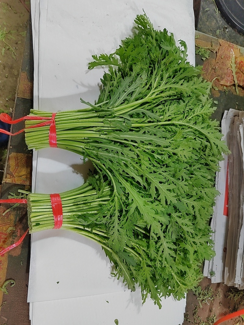 小叶茼蒿茼蒿精品蔬菜基地直发一手货源欢迎各位