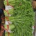 小叶茼蒿茼蒿精品蔬菜基地直发一手货源欢迎各位