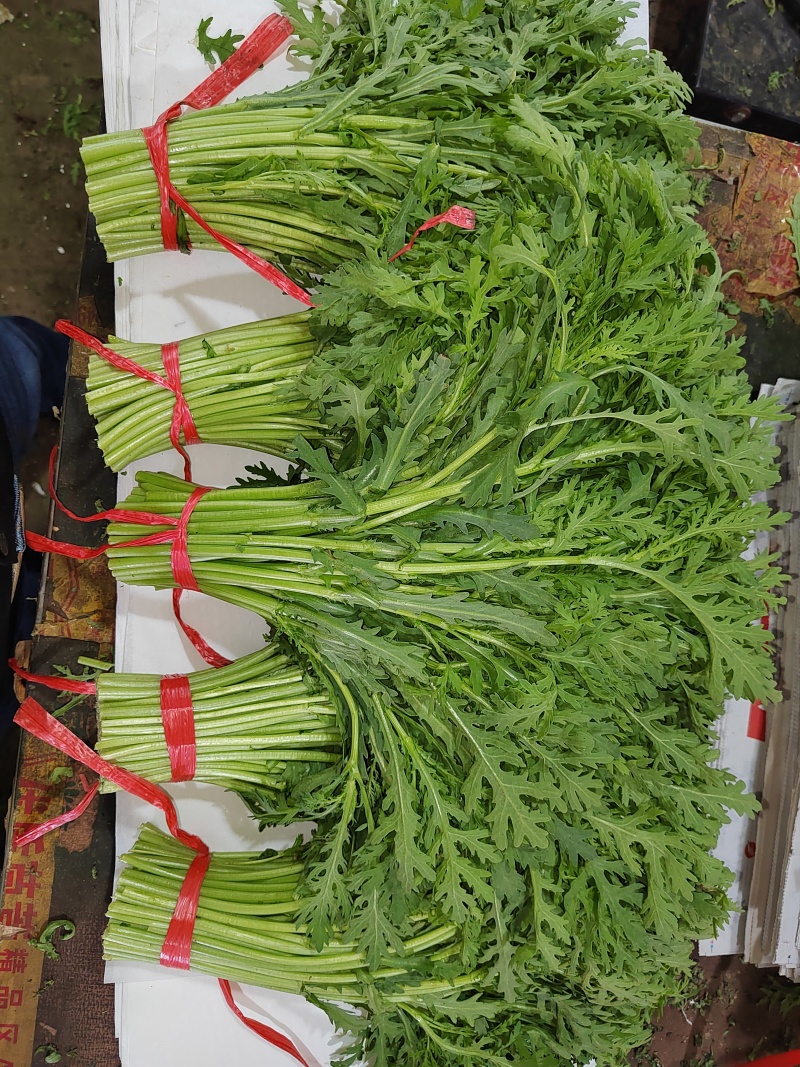 小叶茼蒿茼蒿精品蔬菜基地直发一手货源欢迎各位
