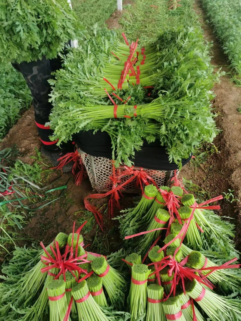 小叶茼蒿茼蒿精品蔬菜基地直发一手货源欢迎各位