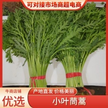 小叶茼蒿茼蒿精品蔬菜基地直发一手货源欢迎各位