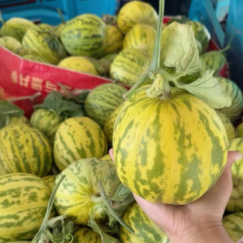 河北甜瓜精品花美人天香二号大量上市口感香甜量大
