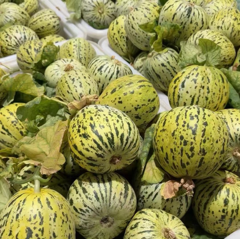 河北甜瓜精品花美人天香二号大量上市口感香甜量大