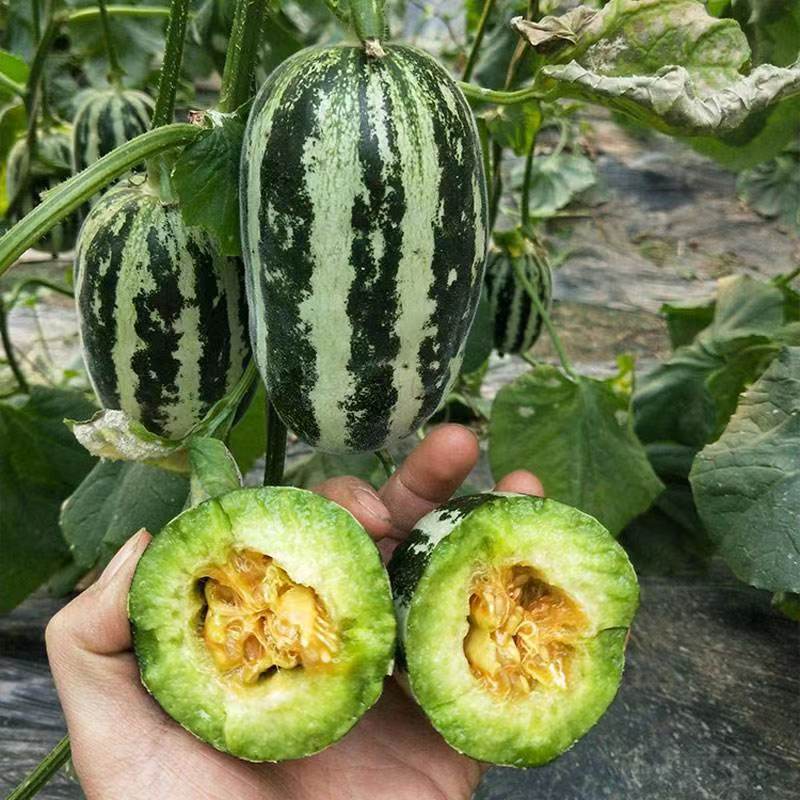 【博洋甜瓜】河北基地直供质量保证一手货源价格美丽