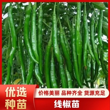 线椒苗子高产抗病大面积种植线椒系列基地直发货源充足。
