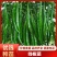线椒苗子高产抗病大面积种植线椒系列基地直发货源充足。