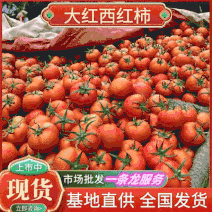 《大红西红柿》湖北西红柿大红硬果弧二弧三全国发货