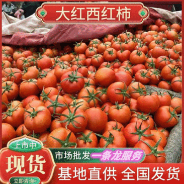 《大红西红柿》湖北西红柿大红硬果弧二弧三全国发货