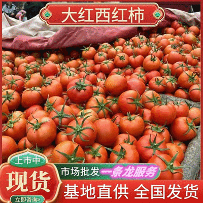 《大红西红柿》湖北西红柿大红硬果弧二弧三全国发货