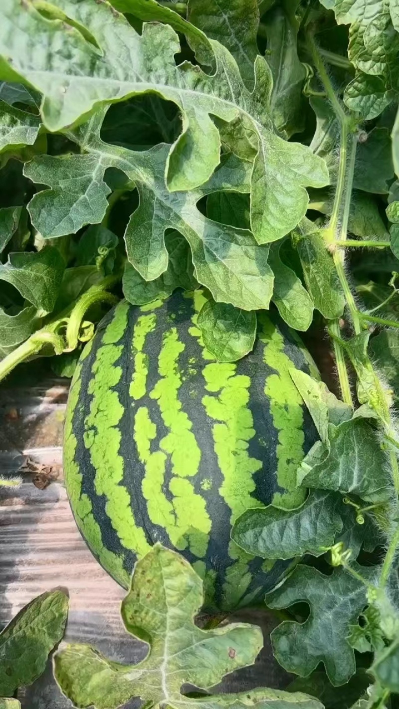 江苏美都西瓜基地种植量大质优价格优惠欢迎采购