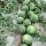 江苏美都西瓜基地种植量大质优价格优惠欢迎采购