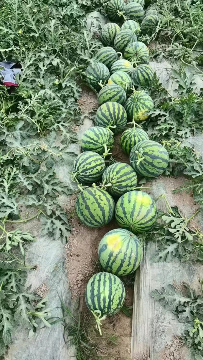 江苏美都西瓜基地种植量大质优价格优惠欢迎采购