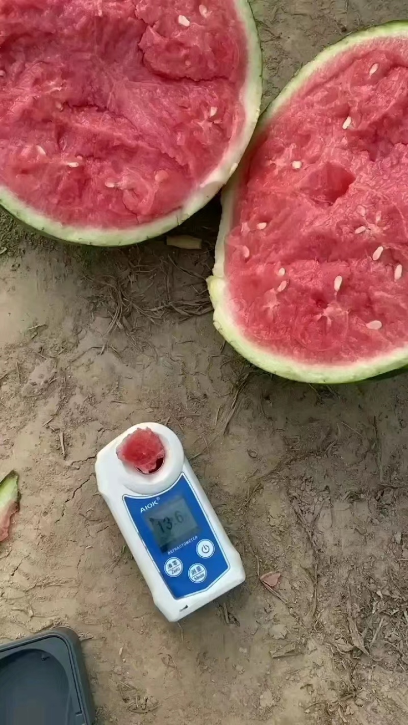 江苏美都西瓜基地种植量大质优价格优惠欢迎采购