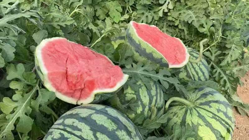 江苏美都西瓜基地种植量大质优价格优惠欢迎采购