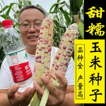 美玉糯16号玉米种籽吉糯20玉米种子甜糯玉米种子