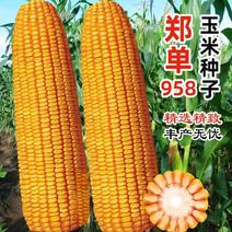 郑单958玉米种籽高产玉米杂交种农业早熟大田饲料玉米