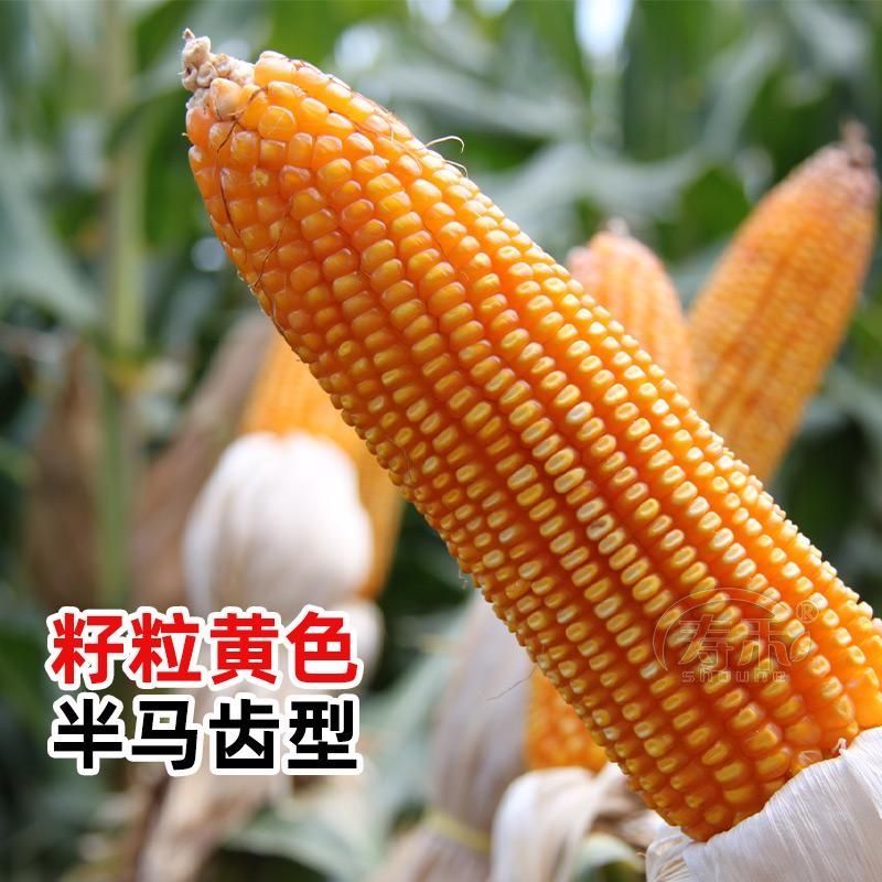 郑单958玉米种籽高产玉米杂交种农业早熟大田饲料玉米