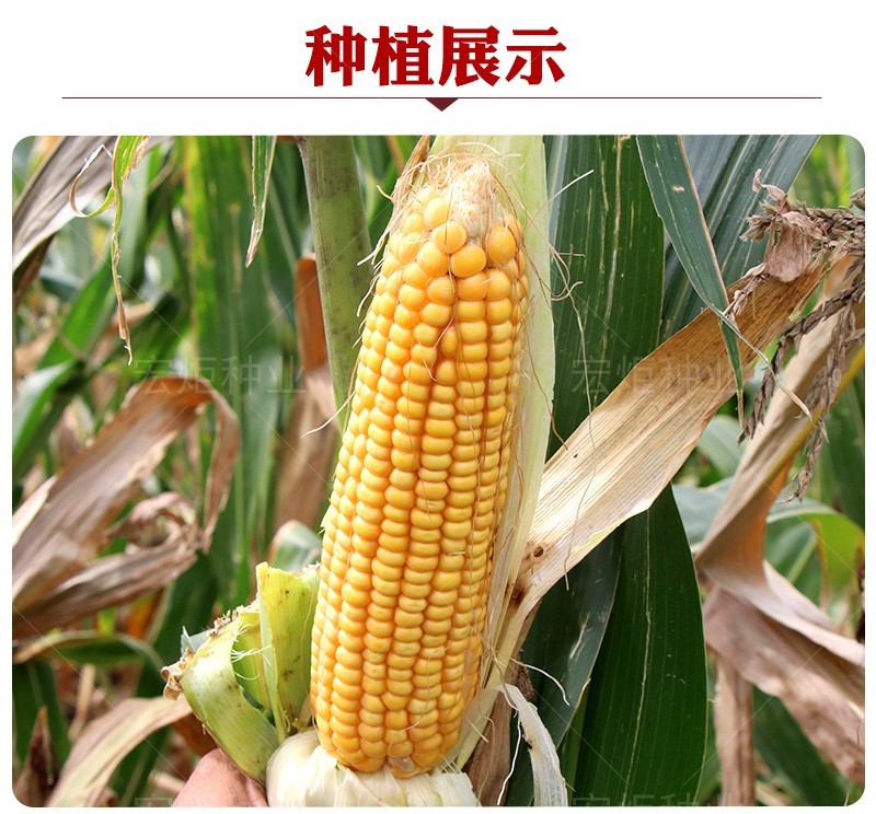 郑单958玉米种籽高产玉米杂交种农业早熟大田饲料玉米